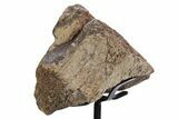 Fossil Theropod Vertebra Section w/ Metal Stand - Colorado #354299-1